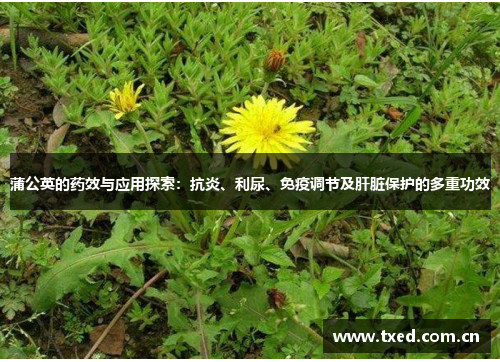 蒲公英的药效与应用探索：抗炎、利尿、免疫调节及肝脏保护的多重功效